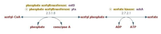 acetyl-CoA로부터 아세트산 생산 대사회로