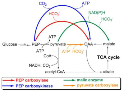 anaplerotic pathway