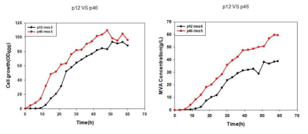 유가식 배양에서 mRNA 안정성 증가 유전자 m12와 m46을 이용한 메발론산 생산량 비교