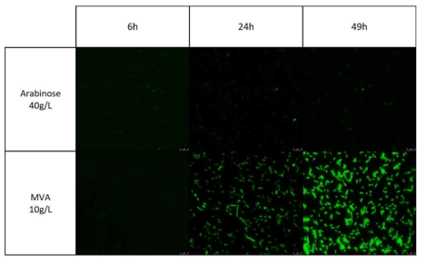 아라비노즈 또는 메발론산 처리 후 시간별로 측정한 녹색형광