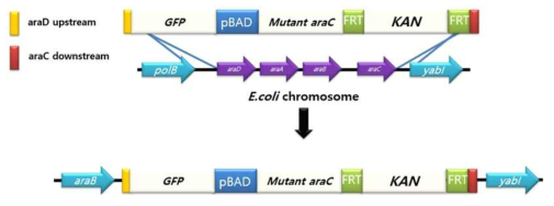 대장균의 chromosome에 바이오센서를 삽입하는 과정의 모식도