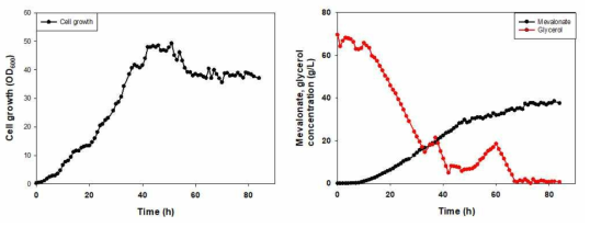 75L 수준 발효기에서의 메발론산 발효 결과. 세포성장(좌), 메발론산 및 글리세롤 농도 변화(우)