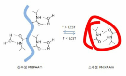 온도감응 PNIPAAm