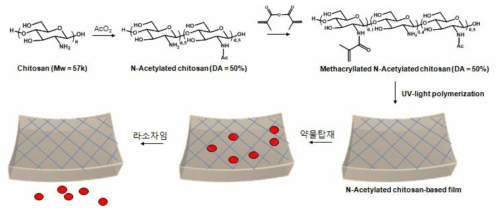 누액효소감응 약물 방출 N-acetylated chitosan-based 필름의 제조 및 분석