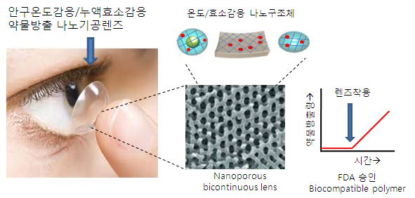 온도/누액효소감응 약물방출 콘택트렌즈의 최적화 및 안전성 실험