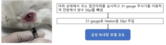 급성 녹내장 모델 제작 과정