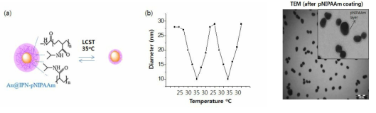 pNIPAAm-based 나노젤의 온도별 수화된 크기
