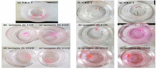 (좌) (a) 키토산-3의 p(HEMA)-기반 렌즈 표면 고정 직후, (b) 3시간 incubation (라소자임 없이), (c) (라소자임 존재시; 1.5mg/ml PBS 수용액), (d) 12시간 incubation (라소자임 없이), (e) (라소자임 존재시; 1.5mg/ml PBS 수용액). (우) (f), (g)키토산-3의 나노포러스-기반 렌즈에 고정 직후 (h) 3시간 incubation (라소자임 없이), (i) (라소자임 존재시; 1.5mg/ml PBS 수용액), (j) 12시간 incubation (라소자임 없이), (k) (라소자임 존재시; 1.5mg/ml PBS 수용액)