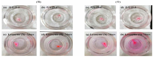 (좌) (a), (b) 키토산-1의 p(HEMA)-기반 렌즈에 고정 직후, (c) 7일간 incubation (라소자임 없이), (d) (라소자임 존재시; 1.5mg/ml PBS 수용액). (우) (e), (f) 키토산-3의 p(HEMA)-기반 렌즈에 고정 직후 (g) 7일간 incubation (라소자임 없이), (h) (라소자임 존재시; 1.5mg/ml PBS 수용액)