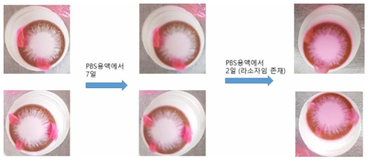 효소감응 키토산이 표면에 고정된 콘택트 렌즈의 약물 방출 실험