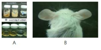 감작성 시험 A: 고체시료에서 24시간 동안 용출물을 추출, B: 암컷 마우스의 귀 뒤쪽에 도포한 후, 홍반 관찰 및 ELISA 항원항체반응을 시행