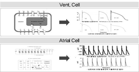 심장의 전기적 모델링을 위한 심실, 심방 세포에 대한 전기적인 모델링