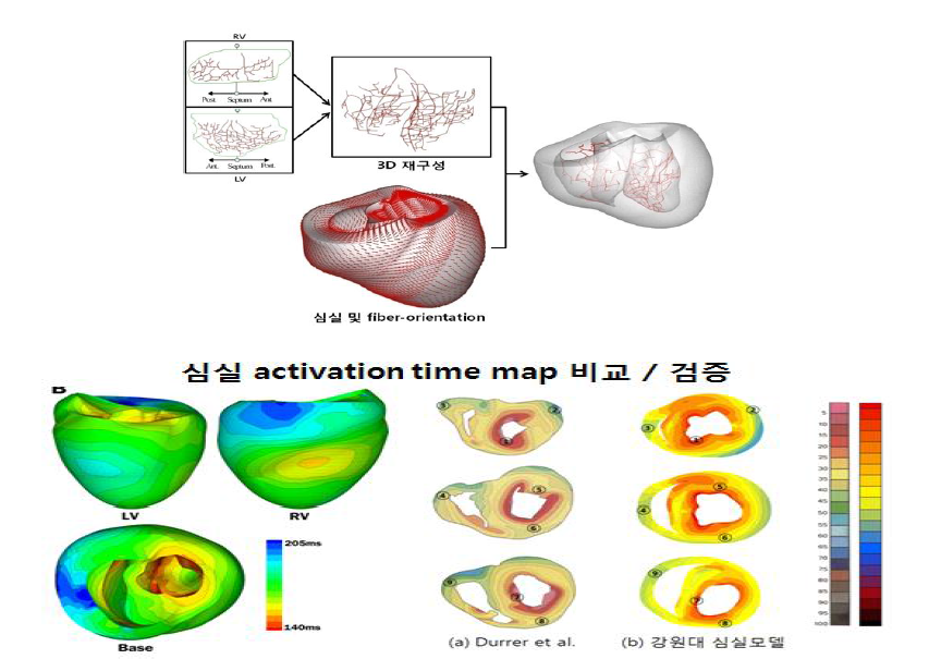 Purkine Network를 포함하는 심실의 시뮬레이션 모델 설계 및 시뮬레이션 결과
