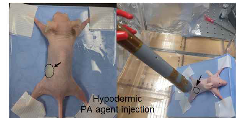 in vivo 실험을 위한 실험환경 (Normal mouse model – hypodermic PA agent injection)