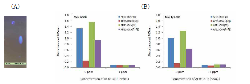 AFB1-CMO hapten의 TLC 결과(A) 및 AFB1-BSA, AFB1-OVA 항원 합성여부 확인