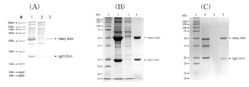 SDS-PAGE를 통한 항체 정제 여부 확인. (A) AFB1 Mab, (B) OTA Mab, (C) ZEA Mab. Lane 1: Marker, Lane 2: Ammonium sulfate 정제 항체, Lane 3: Protein G unbinding fraction, Lane 4: Protein G 정제 항체