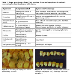 옥수수 중 주요 곰팡이독소 종류 출처: https://www.ces.ncsu.edu/depts/pp/notes/Corn/corn001.htm
