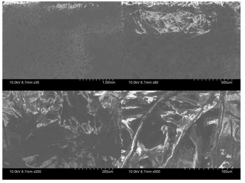젖산 도입 후, 셀룰로오소 필터가 적용된 표면 SEM 이미지
