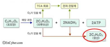 신체활동에 따른 젖산 생성 메커니즘