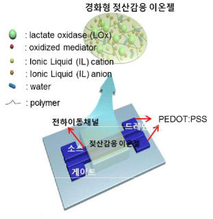 젖산감응 이온젤을 이용한 트랜지스터 구조