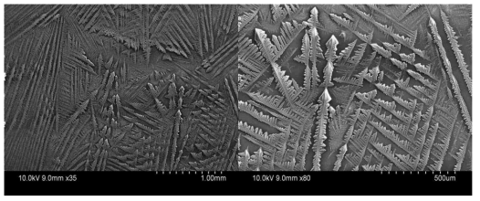 전극 위 Lactate oxidase 젖산효소의 SEM 이미지