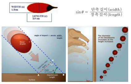 혈흔의 형태와 크기에 따른 충격 각도와 거리 환산