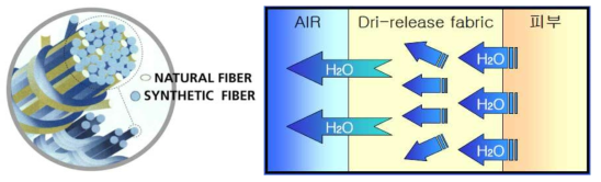Dri-release 단면 및 수분방출 모식도