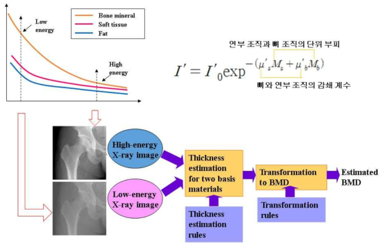 이중 에너지흡수 방식의 골밀도 측정 개요