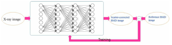 골밀도 측정시 산란 보정을 위한 DNN의 구조와 학습 개요