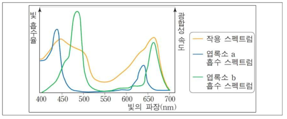 빛에 따른 광합성 속도