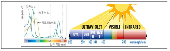 태양광의 스펙트럼(파장에 따른 광합성)