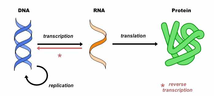 Central Dogma. DNA 가 RNA를 거쳐 단백질로 만들어지는 과정