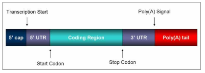 mRNA structure