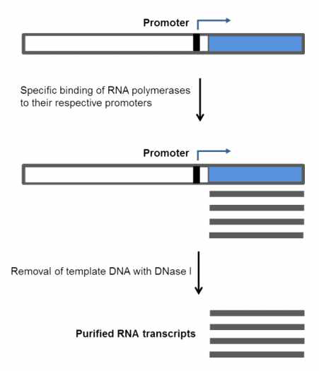 The principle of In vitro RNA transcription