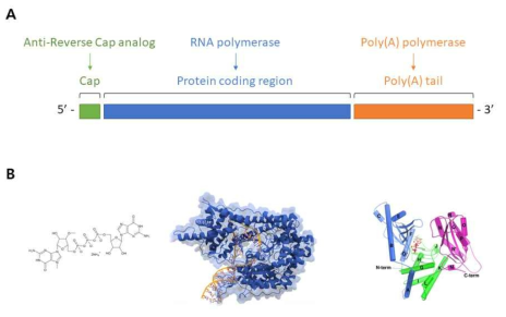 mRNA 의 구조 (A) 및 이를 생성하는데 필요한 화합물/효소 (B)