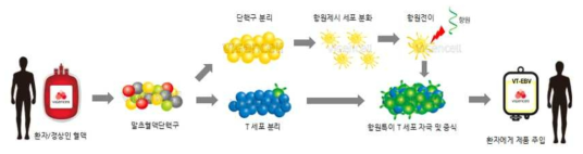 바이젠셀 사의 항원 특이 세포독성 T 세포 치료제 작용 원리