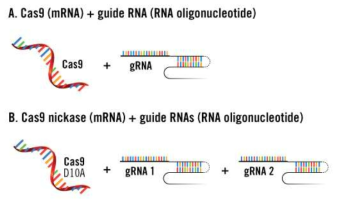 RNA based CRISPR-Cas9 genome editing (Mirus 사)