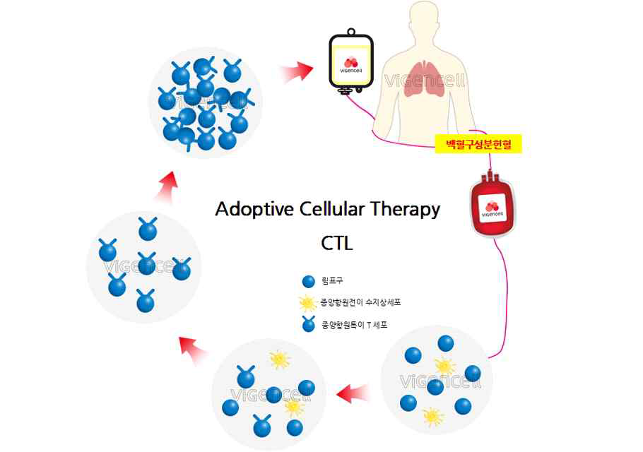 Adoptive Cellular Therapy