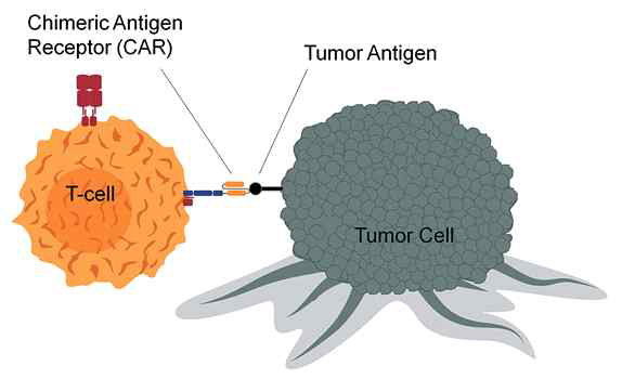 CAR-T cell therapy