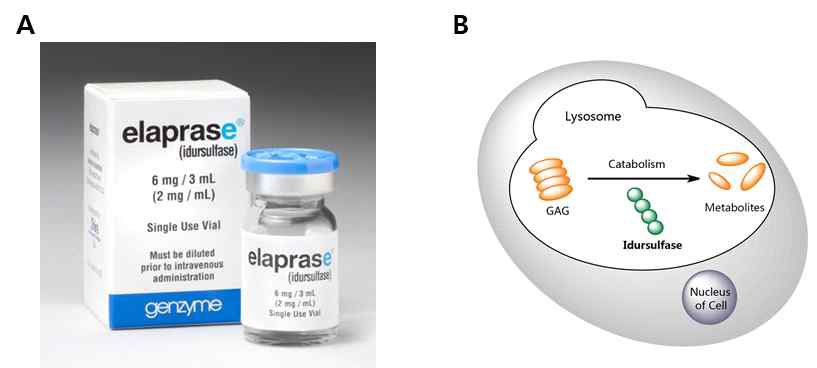 Hunter syndrome 의 대표적인 치료제인 Genzyme 사의 elaprase (idursulfase) (A) 와 작용 메커니즘 (B)