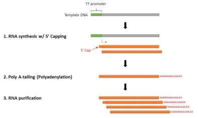 In vitro mRNA synthesis system 모식도