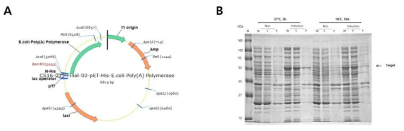 Poly A polymerase 개발을 위한 유전자 클로닝 (A) 및 단백질 생산 균주 확보 (B)