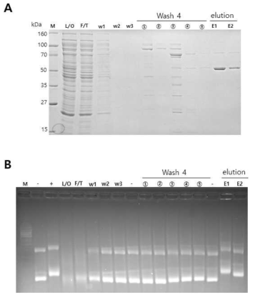 Poly A polymerase 의 정제 (A) SDS-PAGE 분석을 통한 단백질 농도 및 순도 분석 (B) 합성된 RNA를 이용한 polyadenylation 실험 결과