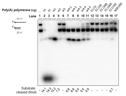 방사선 동위원소를 활용한 non-specific nuclease detection assay