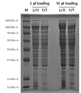 Phosphocellulose column binding test 결과