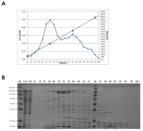 Phosphocellulose column을 이용한 T7 RNA polymerase 정제