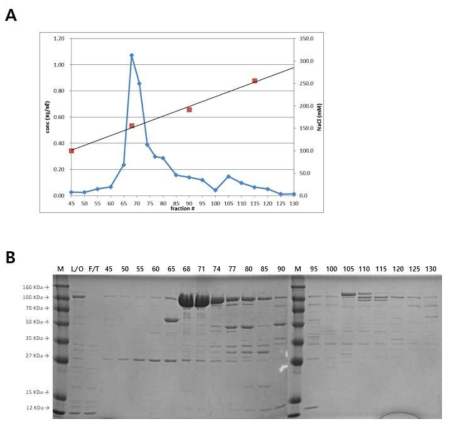 Q Sepharose를 이용한 T7 RNA polymerase 의 정제