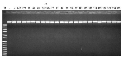 Lambda DNA를 이용한 non-specific nuclease assay