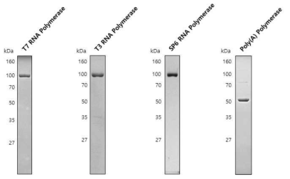 In vitro mRNA synthesis kit 구성 효소 정제 결과