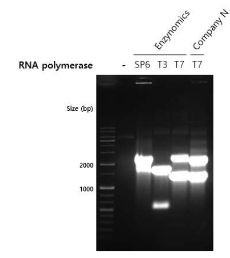 Recombinant RNA polymerase 활성 측정 결과